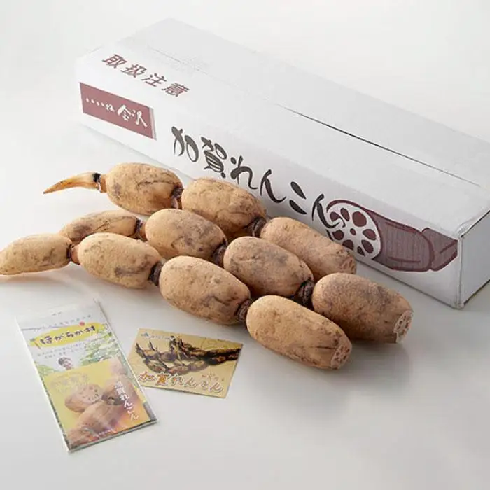 ＜先行予約＞ 加賀れんこん 3kg JA金沢市 加賀野菜 蓮根 レンコン