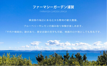 オリジナルTシャツ CHIYOGASAKI メンズMサイズ【ファーマシーガーデン浦賀】 [AKBG005]