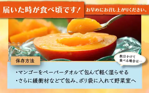 【生産者直送】濃厚完熟!まっちゃんマンゴー（2～3玉 800g～1kg程度）【2026年5月中旬頃から6月初旬発送】 B-118