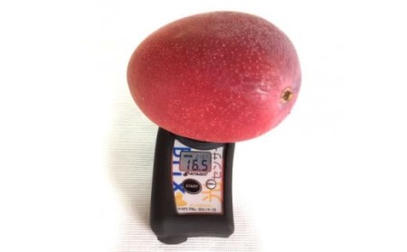  【生産者直送】濃厚完熟!まっちゃんマンゴー（大きめ4L×2玉）【2026年5月中旬頃から6月初旬発送】 C-36