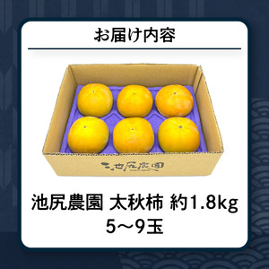【10月発送】池尻農園 太秋柿 5玉～9玉 約1.8kg_柿 甘柿 太秋柿 5玉 ～ 9玉 約 1.8kg 種が少ない シャキシャキ 食感 さっぱり 果肉 なめらか 多汁 高糖度 おいしい 果皮 条紋 甘み 甘い 国産 フルーツ 果物 福岡県 久留米市 お取り寄せ お取り寄せフルーツ 栄養 食品 食べ物 常温 送料無料 〔Fk011〕
