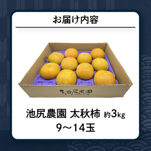 【10月発送】池尻農園　太秋柿　9玉～14玉　約3kg_柿 甘柿 太秋柿 9玉 ～ 14玉 約 3kg 種が少ない 池尻農園 シャキシャキとした食感 さっぱり 多汁 高い糖度 国産 フルーツ 果物 福岡県 久留米市 お取り寄せ お取り寄せフルーツ 食品 食べ物 送料無料 〔Fk012〕