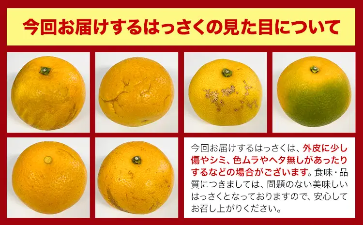 ご家庭用 はっさく 約10kg (サイズ不選別)
