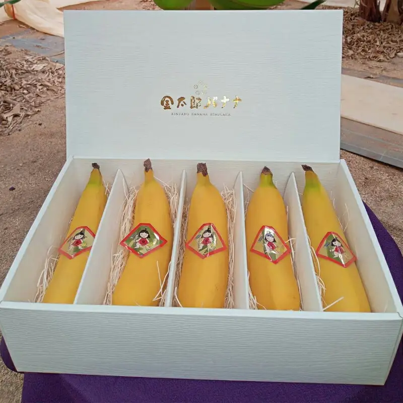 南足柄産国産バナナ スペシャル(栽培期間中農薬不使用）5本セット