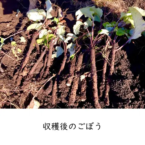 美濃山県元気ファーム　山県市産ごぼう茶120g [No.665]