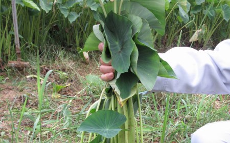金武町特産「笑う芋」田芋（ターンム） 芋　芋　芋　田芋　いも　たいも　田いも　ターム　もちもち　アレンジ　揚げ　タームパイ　田芋パイ 