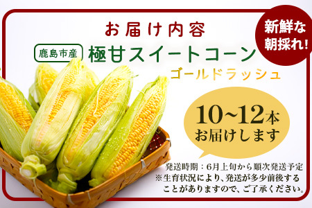 予約受付【限定30セット】 スイートコーン （ゴールドラッシュ） 10～12本入 朝採れ とうもろこし トウモロコシ 野菜 糖度17~18℃以上 鹿島市産 佐賀県産 春 夏 旬【2025年6月上旬～順次発送】 B-319