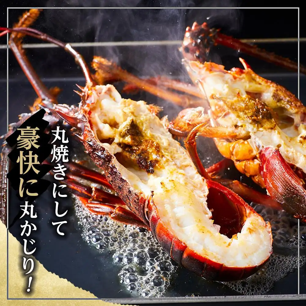 活 伊勢海老 1匹 約300g 伊勢海老