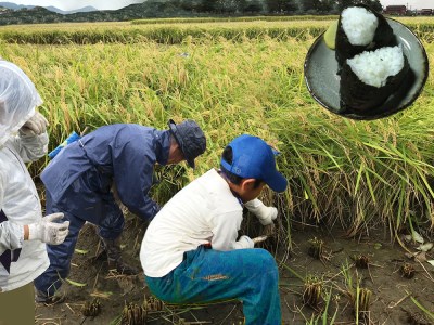 ≪令和8年産先行予約≫ ハツシモ 精米 5kg｜精米