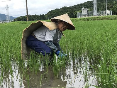 ≪令和8年産先行予約≫ ハツシモ 精米 10kg｜精米