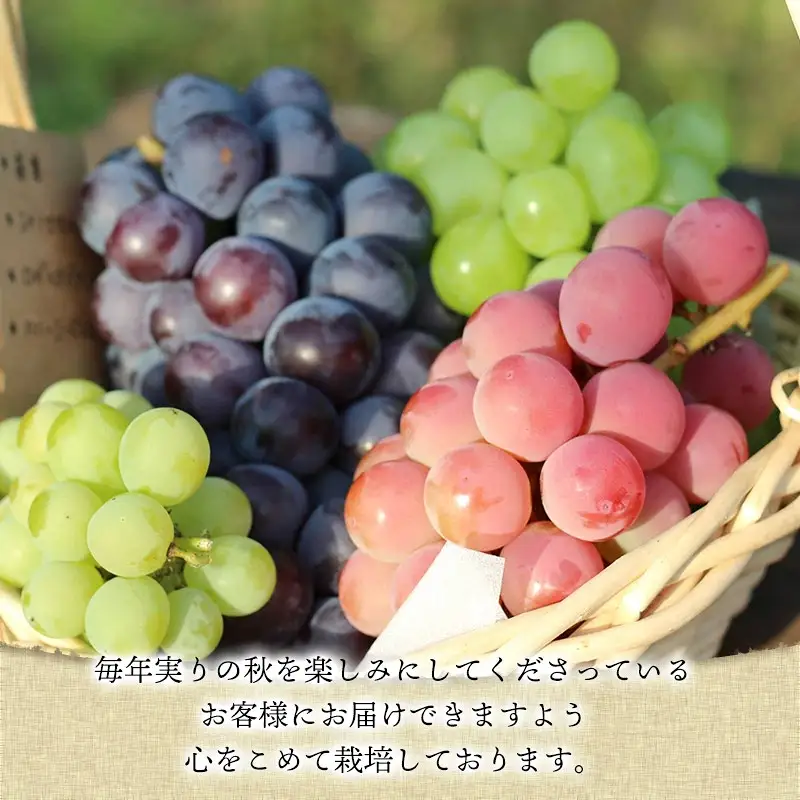 【令和8年産先行予約】【限定生産】幻の種あり品種 ぶどうの詰合せ 約2kg 季節の旬の高級黒ぶどう・赤ぶどうセット　カラフルぶどう園