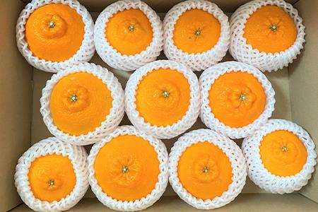 『先行予約』【令和9年2月中旬より順次発送】唐津産 不知火(琥珀) 約5kg(約16～20玉) デコポン でこぽん ミカン みかん 柑橘 フルーツ 果物