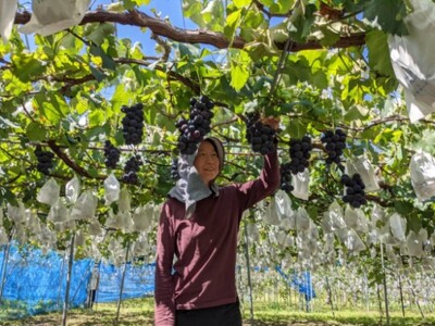 【2026年先行予約】 訳あり 種あり巨峰 & シャインマスカット 約1.8kg  (4~6房) 株式会社野の香 |  種あり巨峰