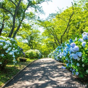 三豊市 紫雲出山のあじさい7本