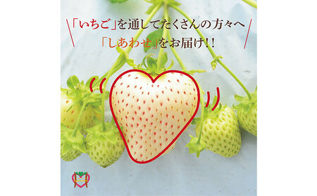 紅白いちご2品種食べ比べセット 400g　いちご