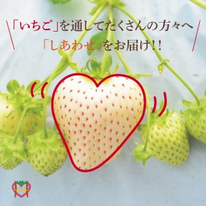 いちご4品種スペシャルセット　いちご