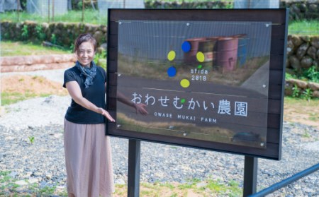 虎の尾グリーンカレー ３食セット　MN-8