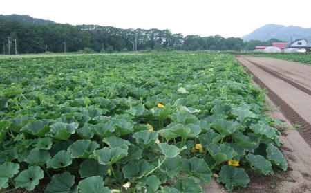 幻のかぼちゃ！ＪＡそらち南　「栗マロンかぼちゃ」秀6～8玉　約10kg