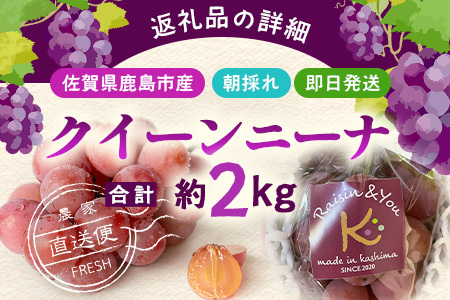【ふるさと納税】【先行予約】朝採れクイーンニーナ 約2kg 3～4房【2026年8月下旬～9月下旬配送予定】朝採れ即日発送！ジューシーで高糖度 果汁 新鮮 生産者直送 果物 フルーツ 冷蔵便 丁寧なラッピング ギフト 贈答 化粧箱入り ぶどう 送料無料 C-39