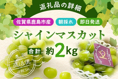 【先行予約】朝採れ即日発送◆数量限定◆シャインマスカット 約2kg 3～4房【先行予約】【2026年8月中旬～9月下旬配送予定】鮮度第一 可愛いラッピングで贈り物にも◎ ご褒美 プレゼント 贈答 ギフト 果物 葡萄 ぶどう マスカット 野菜 佐賀 鹿島市 人気 送料無料 C-38
