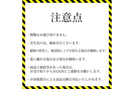 多肉植物 インテリア アガベ 人気品種おまかせ5ポットセット 3.5号黒鉢 四国ガーデン 人気 観葉植物 グリーン リラックス 初心者でも育てやすい 伊予市｜C01
