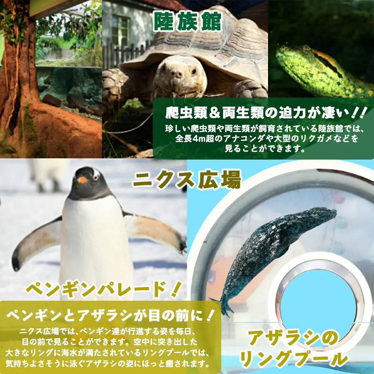 登別マリンパークニクス 入園券　大人・子供　各1名