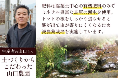 AG136【3回定期便】全国にファンがいる高級フルーツトマト アイコ たっぷり！1kg [長崎県 島原市]