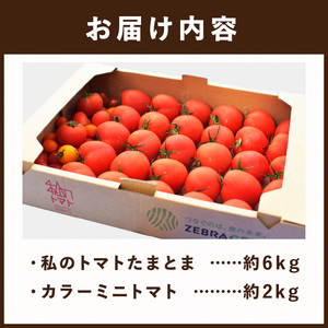 【限定出荷】"たまとま"＋カラーミニトマト(約8kg)《 野菜 トマト ミニトマト カラートマト 期間限定 送料無料 おすすめ 美味しい セット とまと ふるさと納税 》【2403C12102】