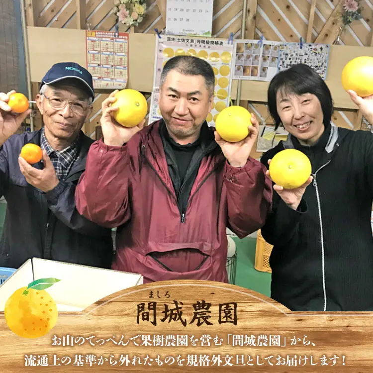 文旦 高知 10kg 高知県 家庭用 10kg家庭用 2L～4Lサイズ (規格外) 高知 先行予約 期間限定 間城農園 文旦 - ぶんたん フルーツ 果物 柑橘 訳あり ms-0096