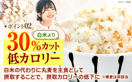 むぎくい亭(丸麦500g×6・裸麦500g×6) 計6kg / 麦 丸麦 はだか麦 裸麦 麦味噌 雑穀 雑穀米 食物繊維 長崎県産 米 こめ コメ ※ / 諫早市 / 有限会社伊東精麦 [AHBU002]
