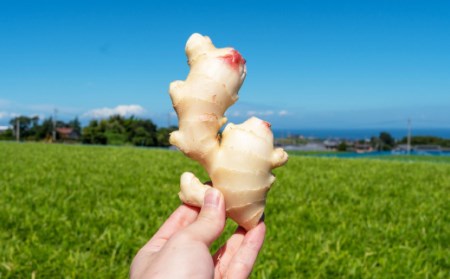 まだと切れぬ初恋の味『初恋ほのか』premium：B120-028