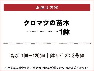チーム田主丸『クロマツの苗木』_苗木 8号鉢 チーム田主丸 クロマツの苗木 1鉢 クロマツ 松の葉 長寿の源 健康管理に役立てる 健康樹 樹木 観賞用 飲食用 福岡県 久留米市 お取り寄せ インテリア 植物 ガーデニング 家庭栽培 庭植え 鉢植え 庭木 植木 送料無料 〔Hf032〕