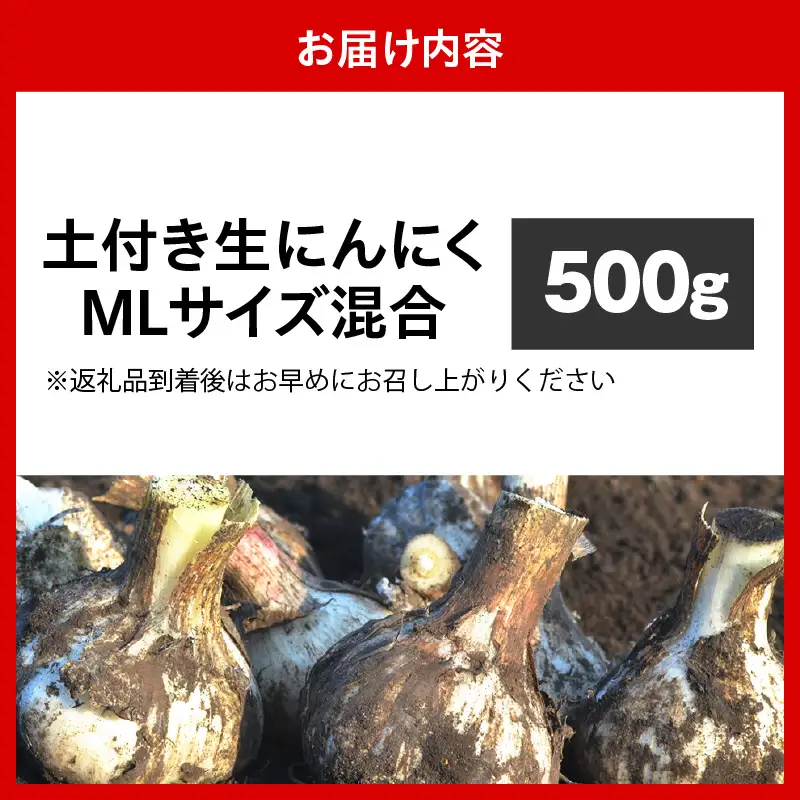 にんにく　生にんにく500gＭＬサイズ混合土付2026年6月下旬～発送