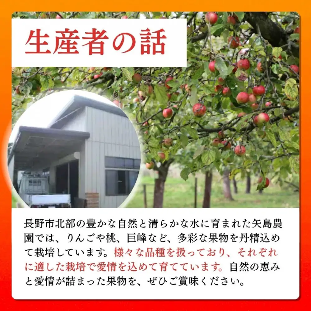長野県 長野市産 シナノスイート 家庭用 10kg(24～46玉)サイズふぞろい【2026年10月下旬頃発送予定】(矢島農園) | りんご フルーツ 果物 りんご