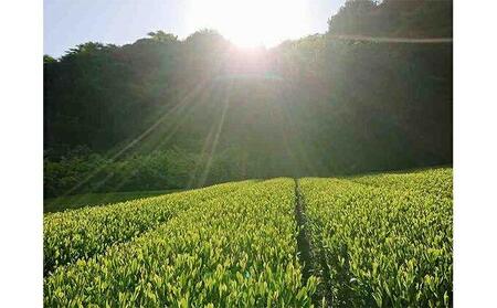 お茶処静岡から【茶匠】が作る栽培農家の静岡茶『計500g』■