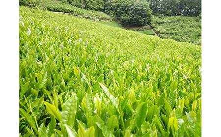 お茶処静岡市の茶農家から味わいの静岡茶セット『計1kg』■