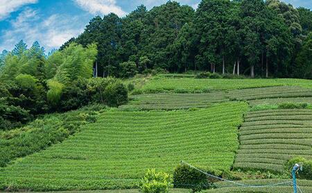 【2026年5月中旬より順次発送】 新茶 ほんやま茶 ティーバッグ 15個入×2袋 5000円 本山茶 オススメお茶◆