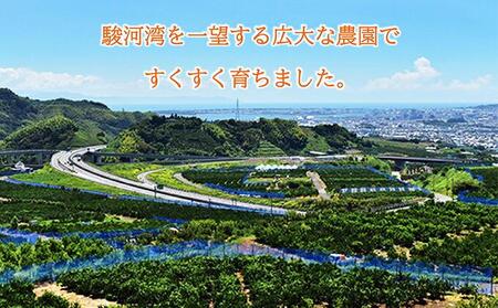 【2026年3月より発送】しみずTHE MIKAN100％（みかんジュース）720ml×6本セット◇