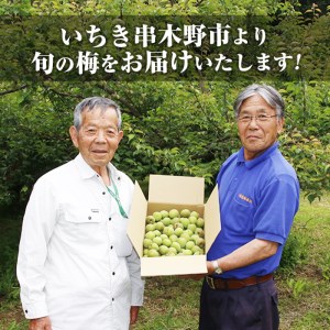 先行予約＜数量・期間限定＞朝日梅園の南高梅（生梅）5kg 箱 バラ詰め 満杯 梅干し 梅酒 はちみつ梅 カリカリ梅 にもオススメ！【00-088-02】