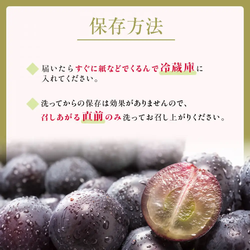 2026年産 ぶどう  種なし 巨峰 約 2kg 箱3～6房入り 巨峰種無し フルーツ 果物 旬 ブドウ 葡萄 おやつ 信州 長野県 長野市 2026年 秋発送 長野県長野市 | 巨峰種無し フルーツ 果物 旬 ブドウ 葡萄 信州 長野県 長野市 2026年 秋発送 長野県長野市 ぶどう 種なし フルーツ 人気 おすすめ   送料無料  長野県 長野市 信州 信濃 ふるさと納税