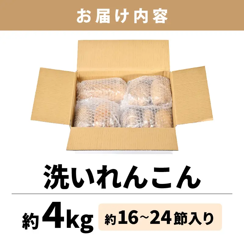 【先行予約】洗いれんこん 4kg《発送直前に収穫してお届け！》シャキっとした歯触り！／ 有機肥料低農薬 蓮根 レンコン 野菜 根菜 正月【2026年11月中旬以降順次発送予定】 [aw056-a013]