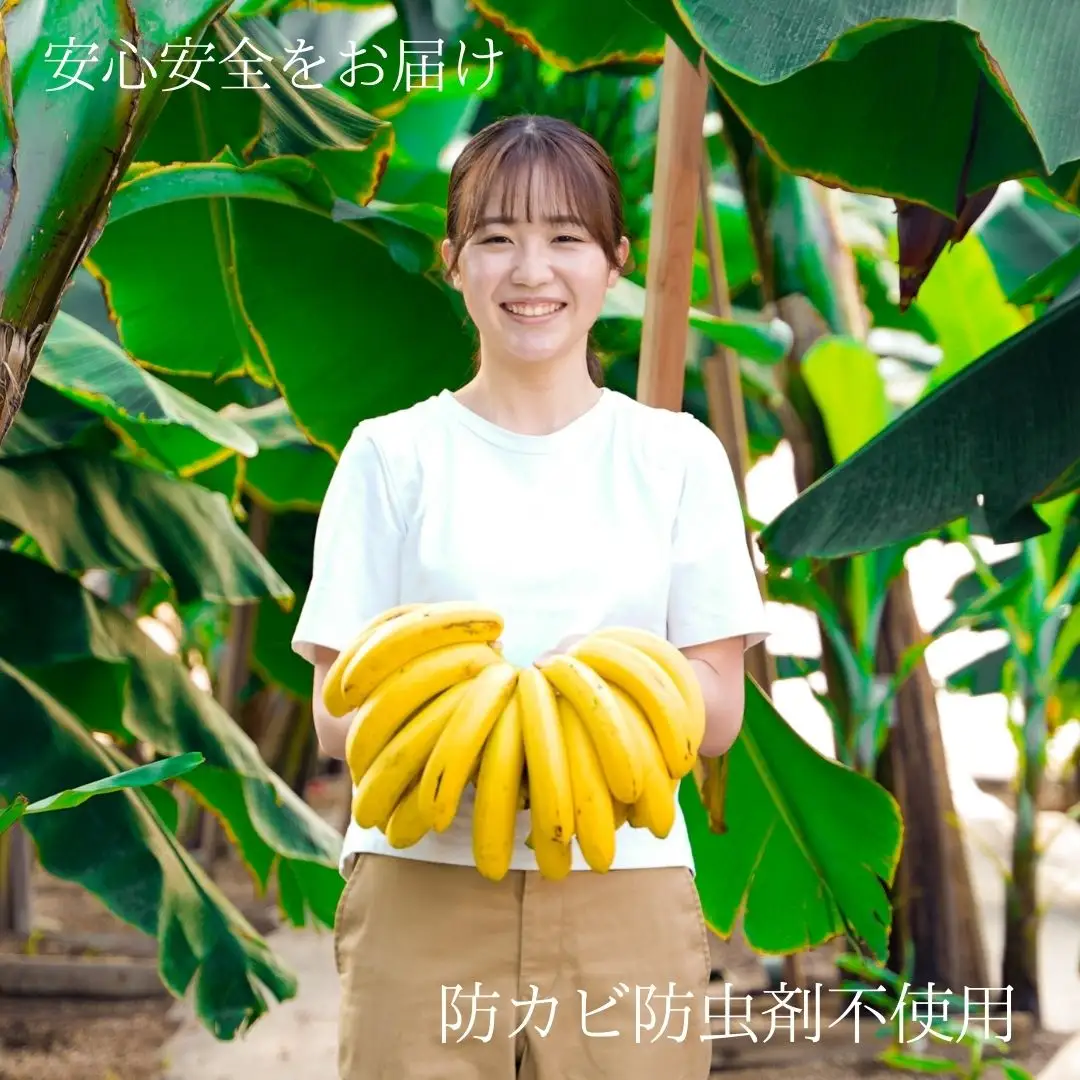 【先行予約】黄金ときめきバナナ1kg以上（CA001）