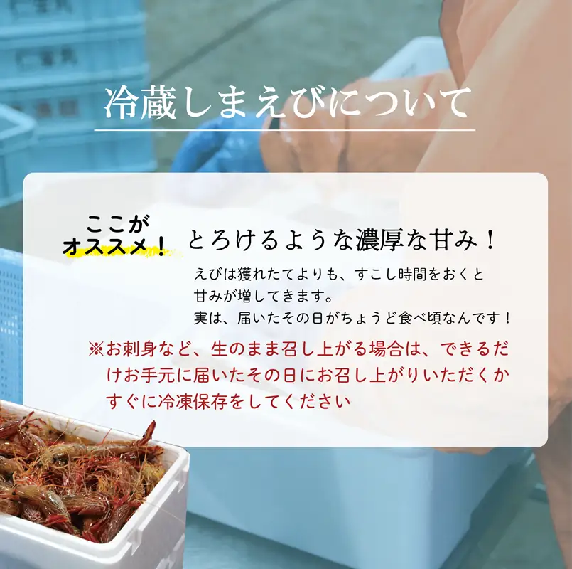 ＜シマエビ(冷蔵)　1kg＞甘く濃厚な味わい！ 北海道 道産 国産 乙部町産 しまえび 海老 日本海 天然 魚介類 新鮮 希少 お刺身 エビチリ 漁師直送 産地直送 送料無料