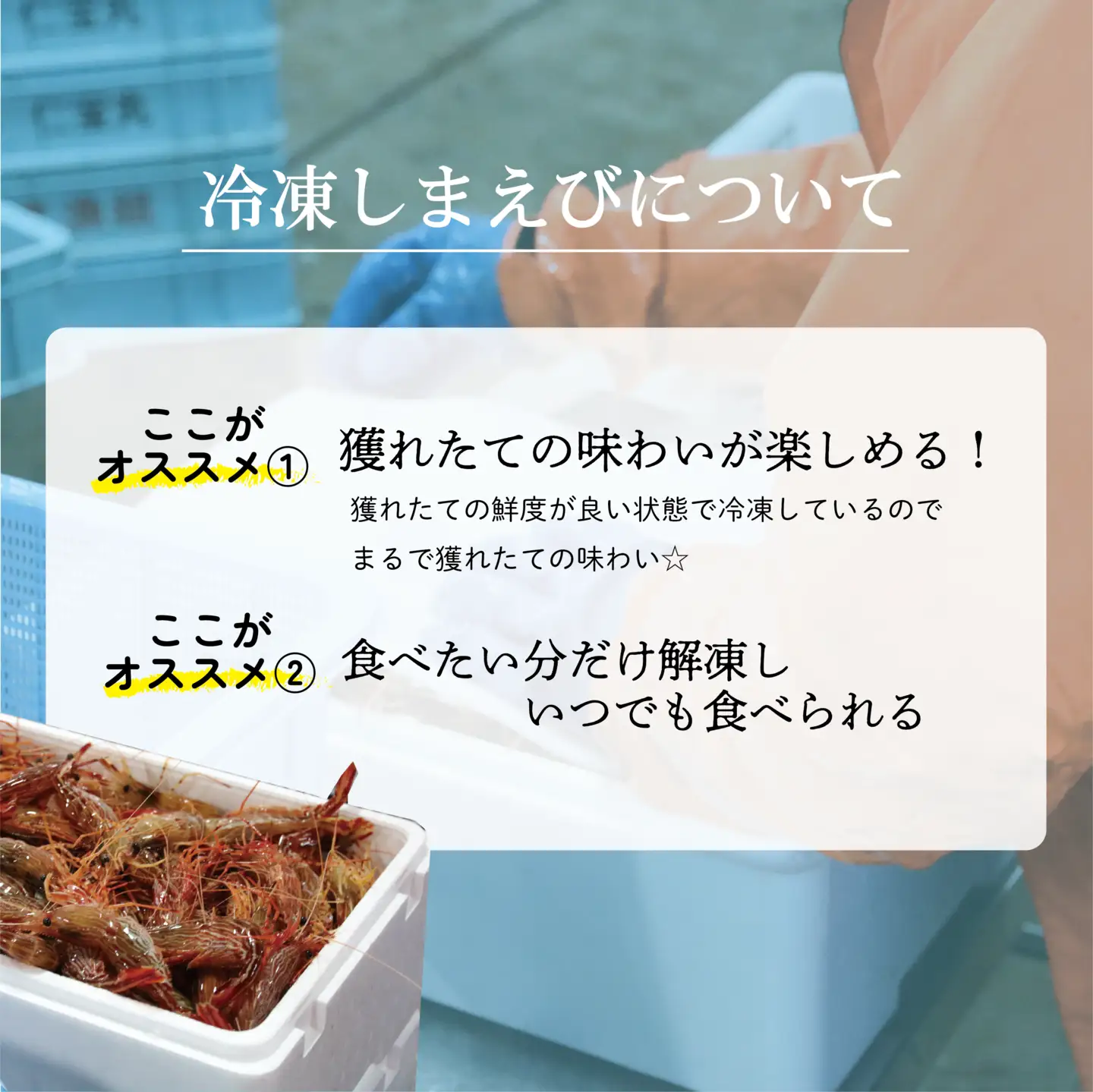 ＜シマエビ(冷凍)　1kg＞甘く濃厚な味わい！ 北海道 道産 国産 乙部町産 しまえび 海老 日本海 天然 魚介類 新鮮 希少 お刺身 エビチリ 漁師直送 産地直送 送料無料