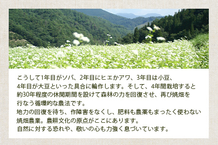 椎葉村の焼畑農家がつくった 山桑の葉クッキー【手づくりの焼菓子】YS-35
