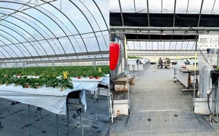 いちご狩り 食べ放題チケット60分 大人(中学生以上)1名様 イチゴ狩り 福岡県 やすこうち農園 久山町 体験チケット