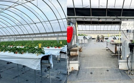 いちご狩り 食べ放題ペアチケット60分(大人1名+小学生1名) イチゴ狩り 福岡県 やすこうち農園 久山町 体験チケット