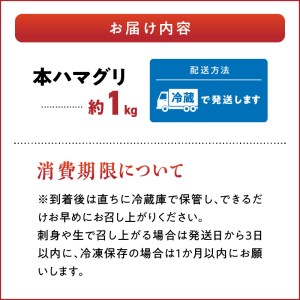 網田漁業協同組合 本ハマグリ 約1ｋｇ _U46-0025