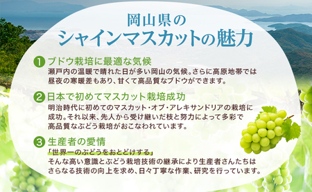 ぶどう 2026年 先行予約 シャイン マスカット 晴王 3房～6房 約2kg 8月下旬～11月下旬発送 ブドウ 葡萄 岡山県産 国産 フルーツ 果物 ギフト 
