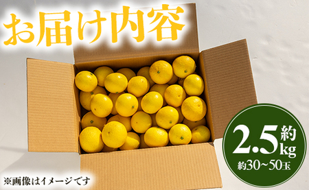 【先行受付】黄金柑 2.5kg 黄金柑 柑橘 ms-0044